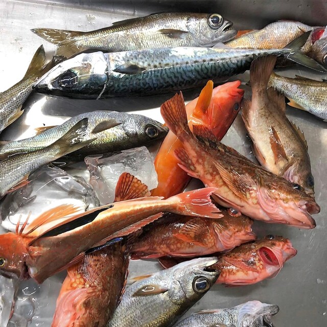 今朝、釣りたての魚が食べられます♪